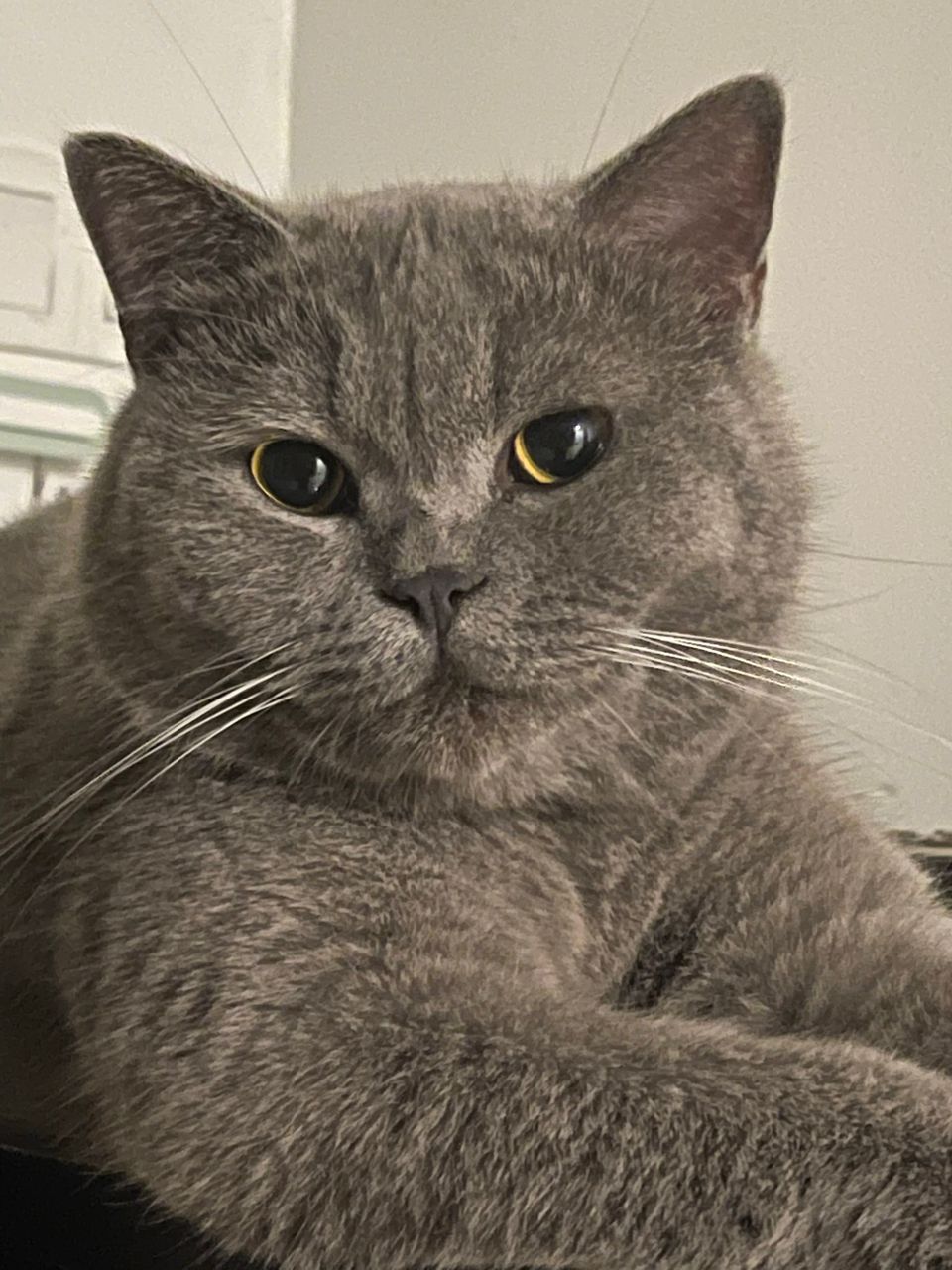 Labu the Cat