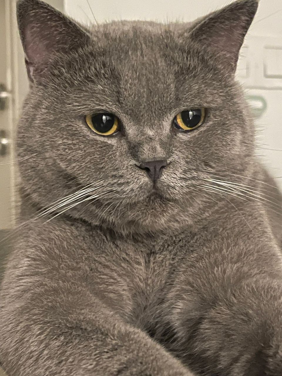 Labu