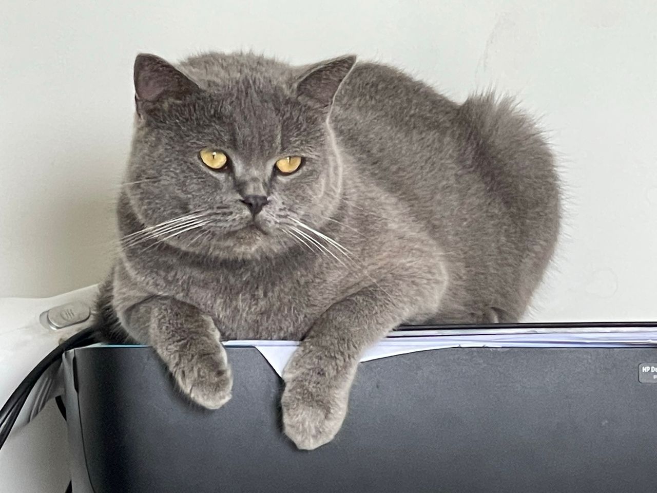 Labu